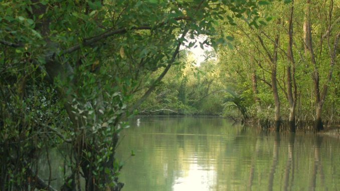 Bangladesh Mangroves200